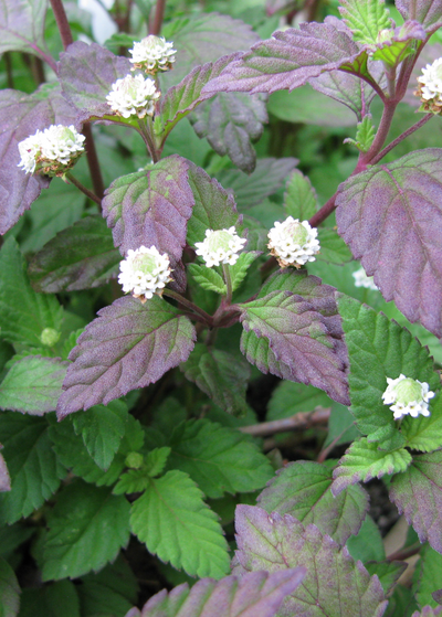 aztec sweet herb plant with young green and mature purple serrated leaves accented by small white flowers 