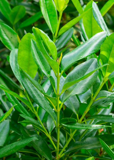 bluish green smooth glossy Bay Rum leaves