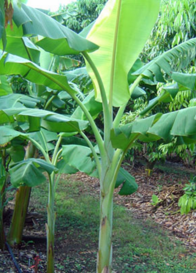 row of young Dwarf Orinoco Banana plants growing in food forest