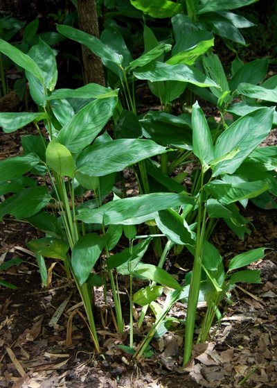 patch of arrowroot stems and eliptic leaves sprouting from forest floor